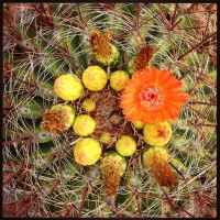 Cactus-Color