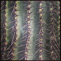 Cactus-Points