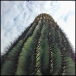 Cactus-in-Phoenix
