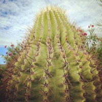 Phoenix-Cactus
