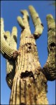 Really-Tall-Cactus